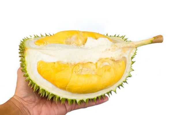 Руки Держа Свежий Порез Durian Который Является Королем Фруктов Изолированы — стоковое фото