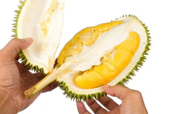 Eller taze kesilmiş Durian 'ı tutuyor. Meyve kralı, beyaz arka planda izole edilmiş.