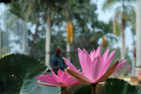 Flor Lirio Loto Agua — Foto de Stock