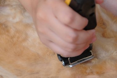 Evde kedi bakımı var. Kadın kürk budamak için budayıcı kullanıyor..