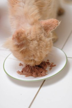 Genç kremalı İran kedisi evde yiyor.