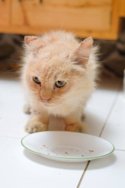 Genç kremalı İran kedisi evde yiyor.