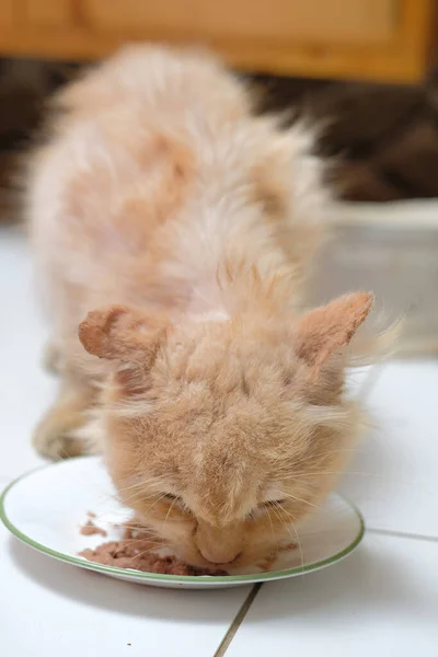 Young Cream Mix Persian Cat Eats Home — Stock Photo, Image