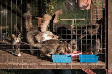 Kedi kafeste kedi maması yiyor.