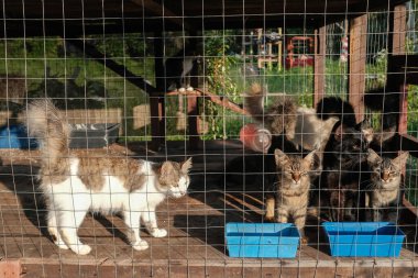 Kedi kafeste kedi maması yiyor.