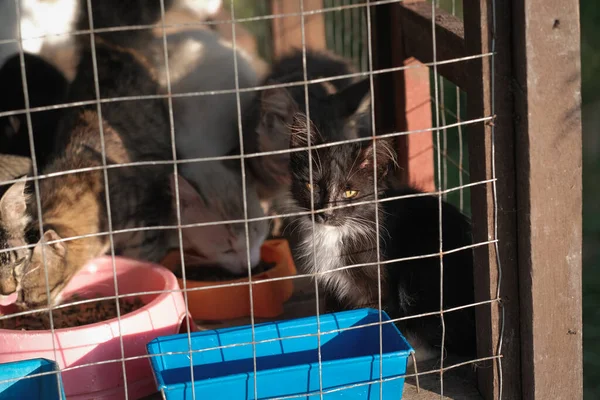 Pet cat eating cat food in the cage