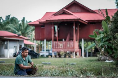 Ananas tarlalarında çim biçen çiftçi