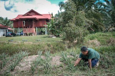 Ananas tarlalarında çim biçen çiftçi
