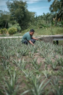 Ananas tarlalarında çim biçen çiftçi