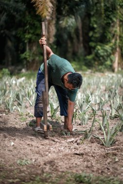 Bahçeye ananas eken bir adam