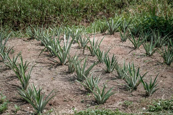 植物で成長しているパイナップルのクローズアップ — ストック写真