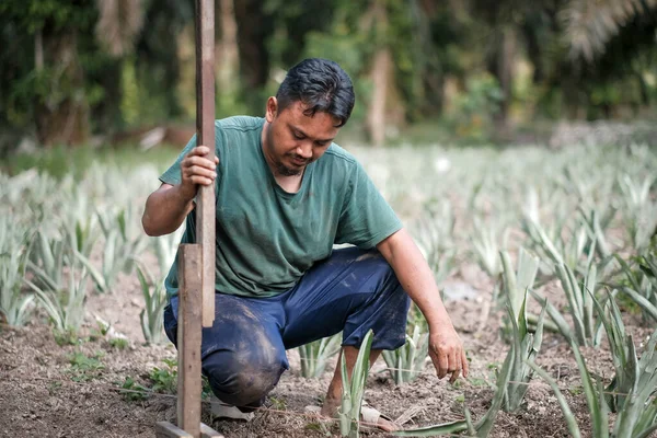 Bahçeye ananas eken bir adam