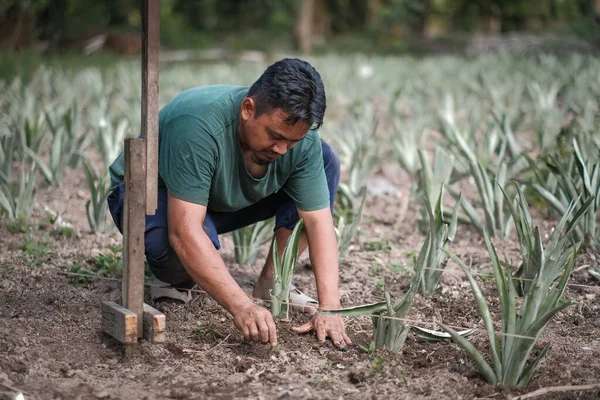 Bahçeye ananas eken bir adam
