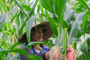 Çiftçi ticari çiftlikte bebek mısırı hasat ediyor.