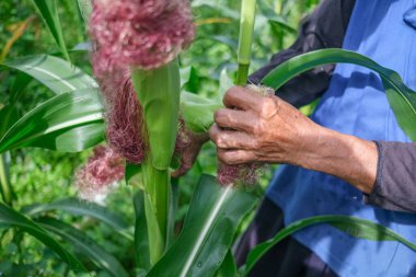 Çiftçi ticari çiftlikte bebek mısırı hasat ediyor.