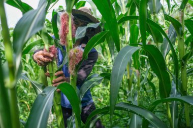 Çiftçi ticari çiftlikte bebek mısırı hasat ediyor.