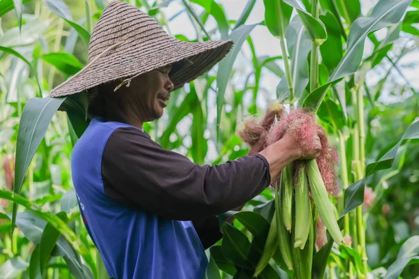 Çiftçi ticari çiftlikte bebek mısırı hasat ediyor.