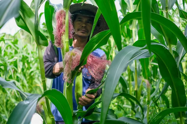 Kota Bharu, Malaysia - August 2nd, 2020 : Farmer harvesting baby corn on commercial farm.