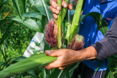 Çiftçi tarlasında mısır teftişi yapıyor.