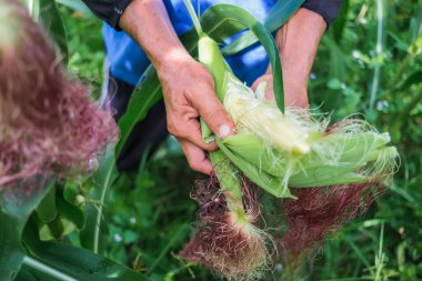 Çiftçi tarlasında mısır teftişi yapıyor.