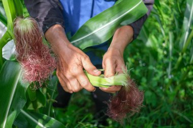 Çiftçi tarlasında mısır teftişi yapıyor.