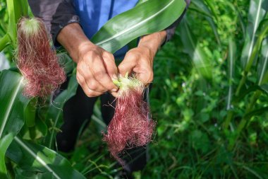 Çiftçi tarlasında mısır teftişi yapıyor.