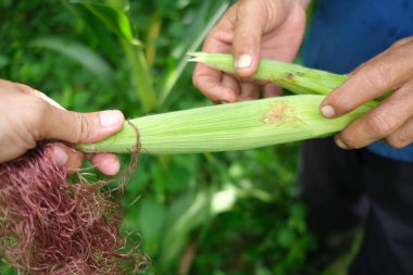 Çiftçi tarlasında mısır teftişi yapıyor.