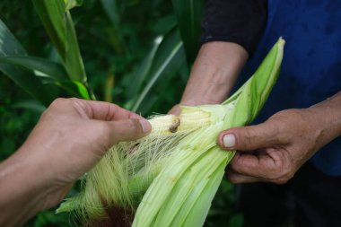 Çiftçi tarlasında mısır teftişi yapıyor.