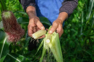 Çiftçi tarlasında mısır teftişi yapıyor.