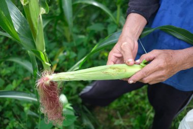 Çiftçi tarlasında mısır teftişi yapıyor.