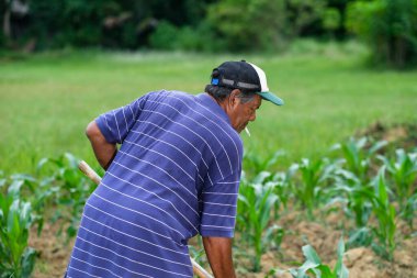 Muadzam Şah, Malezya - 30 Temmuz 2020: 64 yaşındaki sakal çiftçisi mısır tarlasında çalışıyor.