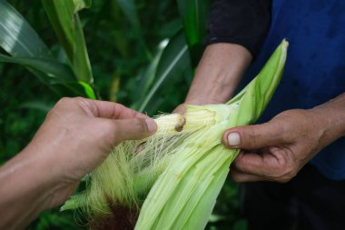 Çiftçi tarlasında mısır teftişi yapıyor.