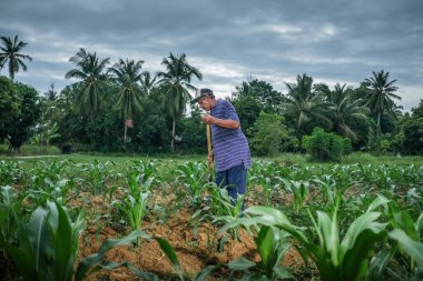 Muadzam Şah, Malezya - 30 Temmuz 2020: 64 yaşındaki sakal çiftçisi mısır tarlasında çalışıyor.