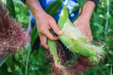 Çiftçi tarlasında mısır teftişi yapıyor.