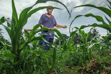 Muadzam Şah, Malezya - 30 Temmuz 2020: 64 yaşındaki sakal çiftçisi mısır tarlasında çalışıyor.