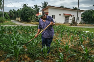 Muadzam Şah, Malezya - 30 Temmuz 2020: 64 yaşındaki sakal çiftçisi mısır tarlasında çalışıyor.