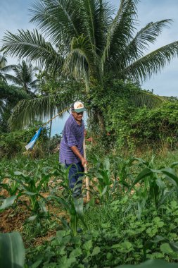 Muadzam Şah, Malezya - 30 Temmuz 2020: 64 yaşındaki sakal çiftçisi mısır tarlasında çalışıyor.
