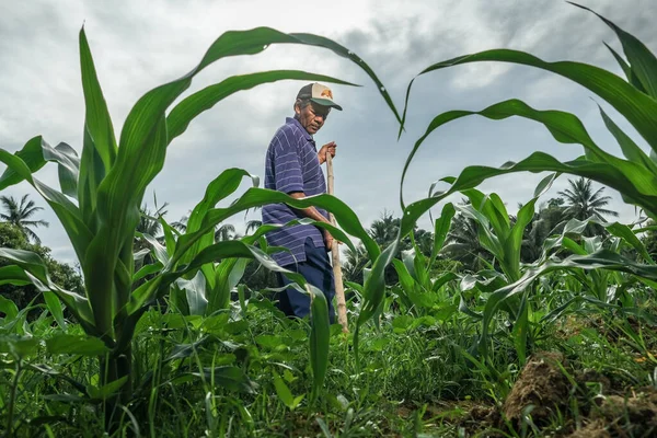Muadzam Şah, Malezya - 30 Temmuz 2020: 64 yaşındaki sakal çiftçisi mısır tarlasında çalışıyor.