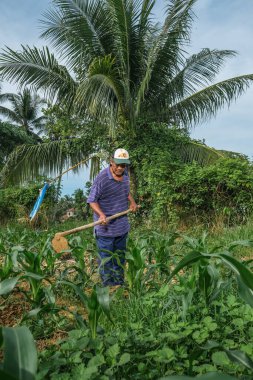 Muadzam Şah, Malezya - 30 Temmuz 2020: 64 yaşındaki sakal çiftçisi mısır tarlasında çalışıyor.