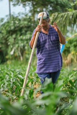 Muadzam Şah, Malezya - 30 Temmuz 2020: 64 yaşındaki sakal çiftçisi mısır tarlasında çalışıyor.