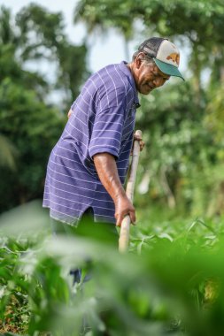 Muadzam Şah, Malezya - 30 Temmuz 2020: 64 yaşındaki sakal çiftçisi mısır tarlasında çalışıyor.