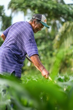 Muadzam Şah, Malezya - 30 Temmuz 2020: 64 yaşındaki sakal çiftçisi mısır tarlasında çalışıyor.