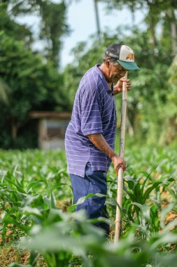 Muadzam Şah, Malezya - 30 Temmuz 2020: 64 yaşındaki sakal çiftçisi mısır tarlasında çalışıyor.