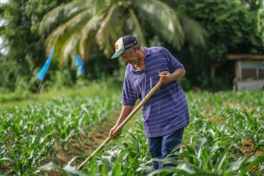 Muadzam Şah, Malezya - 30 Temmuz 2020: 64 yaşındaki sakal çiftçisi mısır tarlasında çalışıyor.