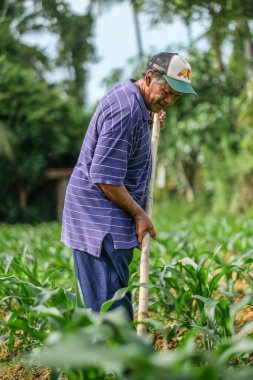 Muadzam Şah, Malezya - 30 Temmuz 2020: 64 yaşındaki sakal çiftçisi mısır tarlasında çalışıyor.
