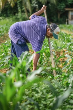 Muadzam Şah, Malezya - 30 Temmuz 2020: 64 yaşındaki sakal çiftçisi mısır tarlasında çalışıyor.