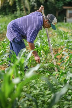 Muadzam Şah, Malezya - 30 Temmuz 2020: 64 yaşındaki sakal çiftçisi mısır tarlasında çalışıyor.