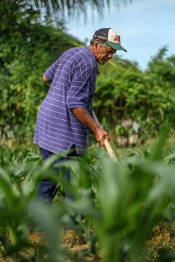 Muadzam Şah, Malezya - 30 Temmuz 2020: 64 yaşındaki sakal çiftçisi mısır tarlasında çalışıyor.