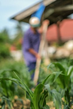 Muadzam Şah, Malezya - 30 Temmuz 2020: 64 yaşındaki sakal çiftçisi mısır tarlasında çalışıyor.