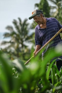 Muadzam Şah, Malezya - 30 Temmuz 2020: 64 yaşındaki sakal çiftçisi mısır tarlasında çalışıyor.